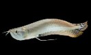 Silver Arowana — 13